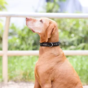 Halter Ego Black Patent Celebrity Dog Collar