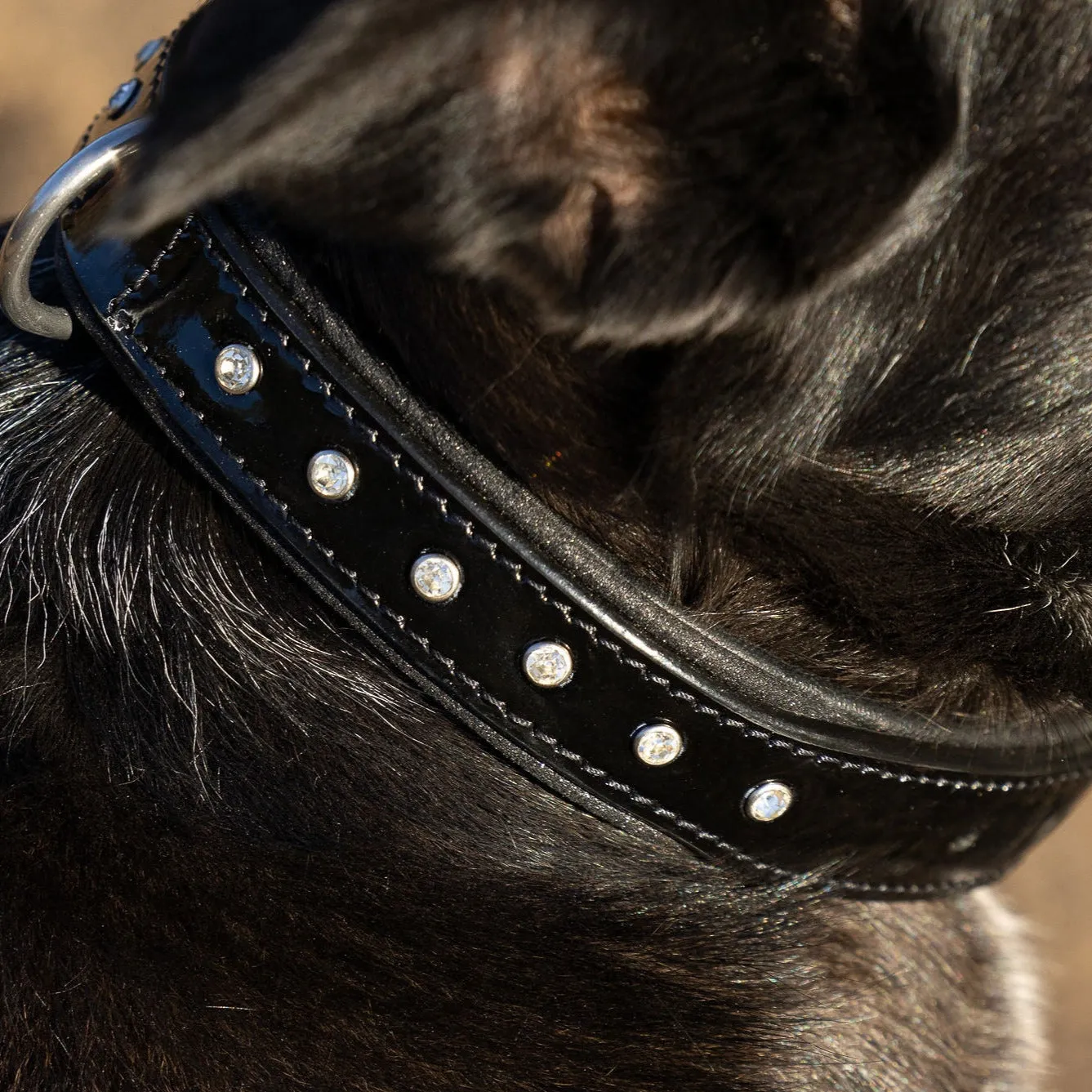 Halter Ego Black Patent Celebrity Dog Collar