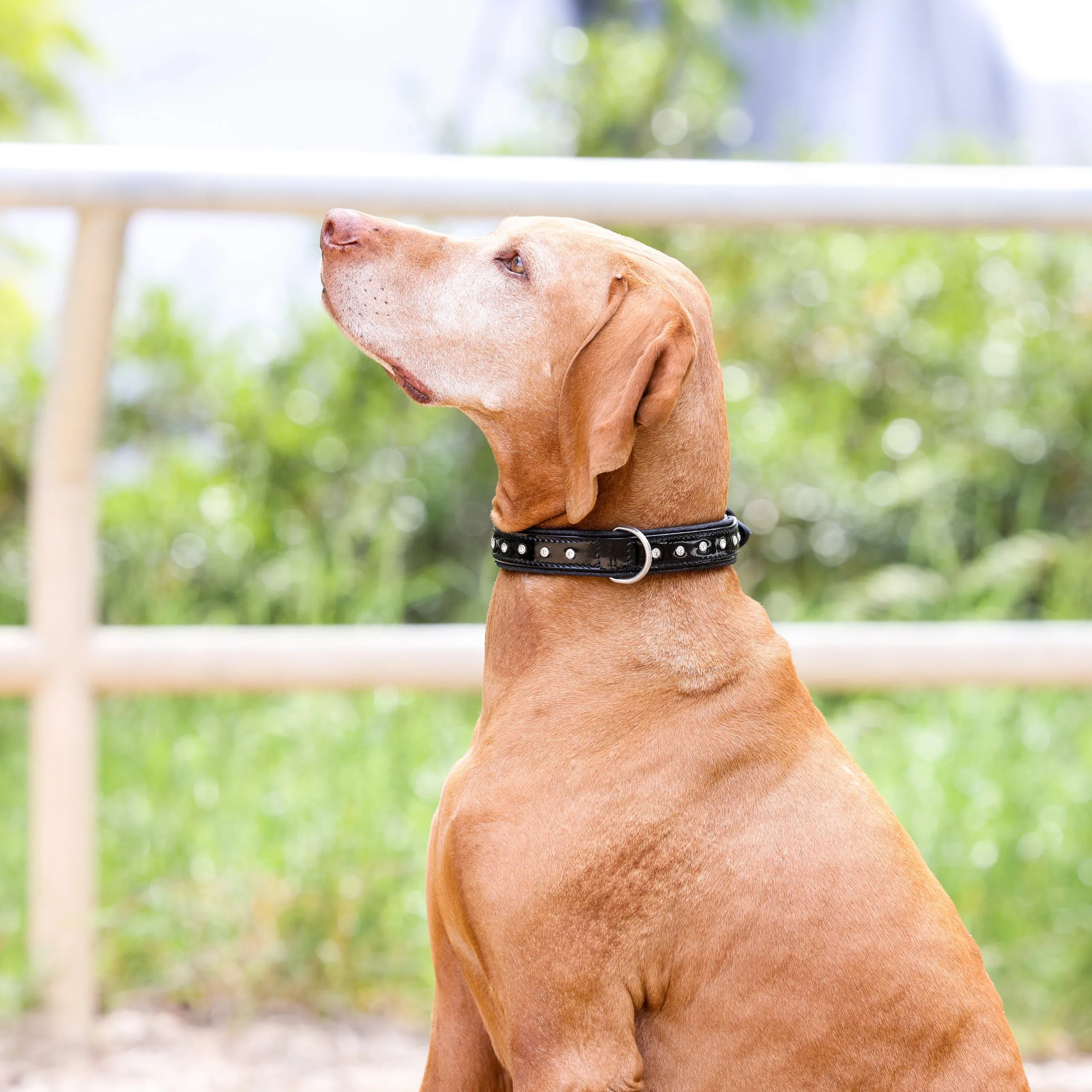 Halter Ego Black Patent Celebrity Dog Collar