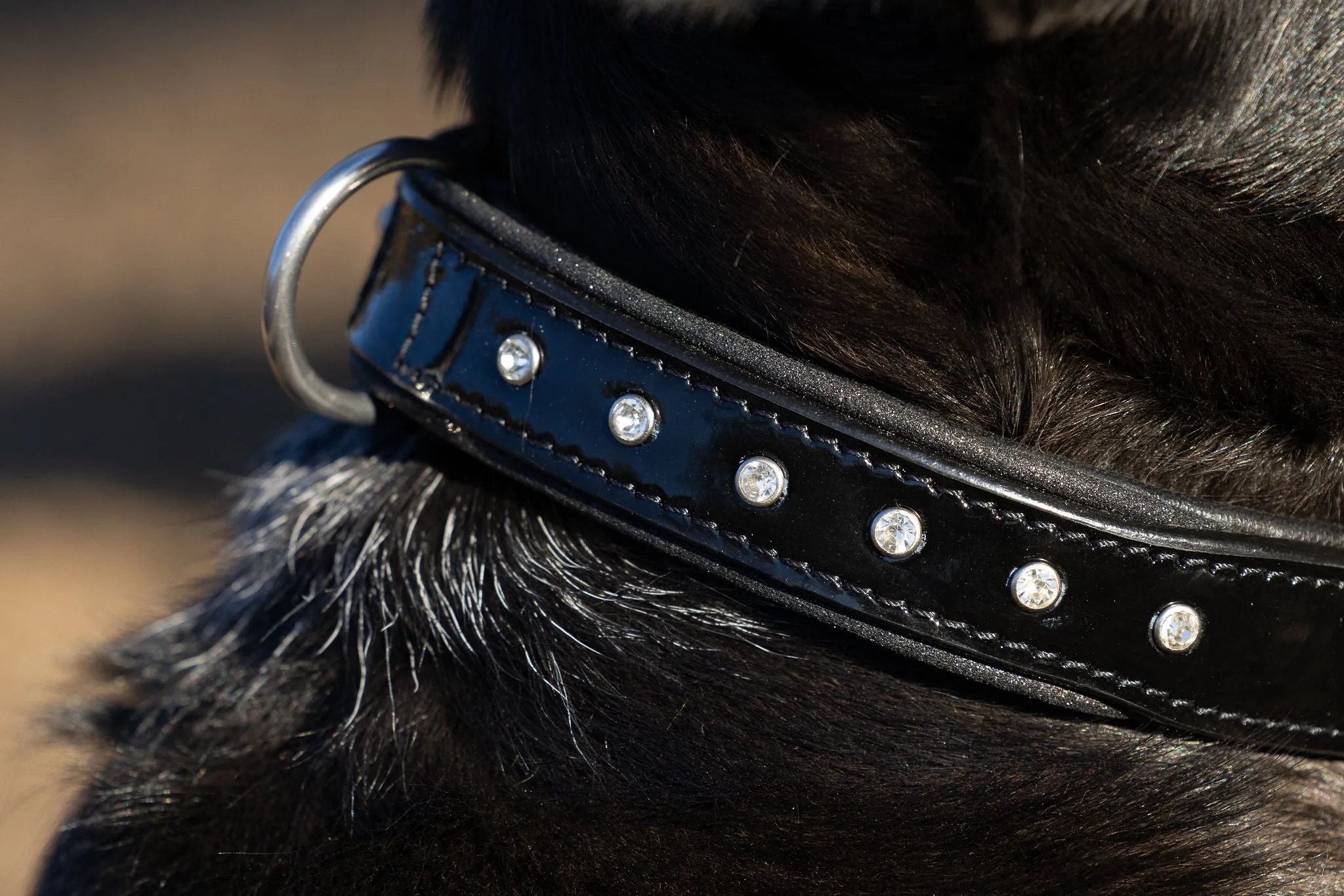 Halter Ego Black Patent Celebrity Dog Collar