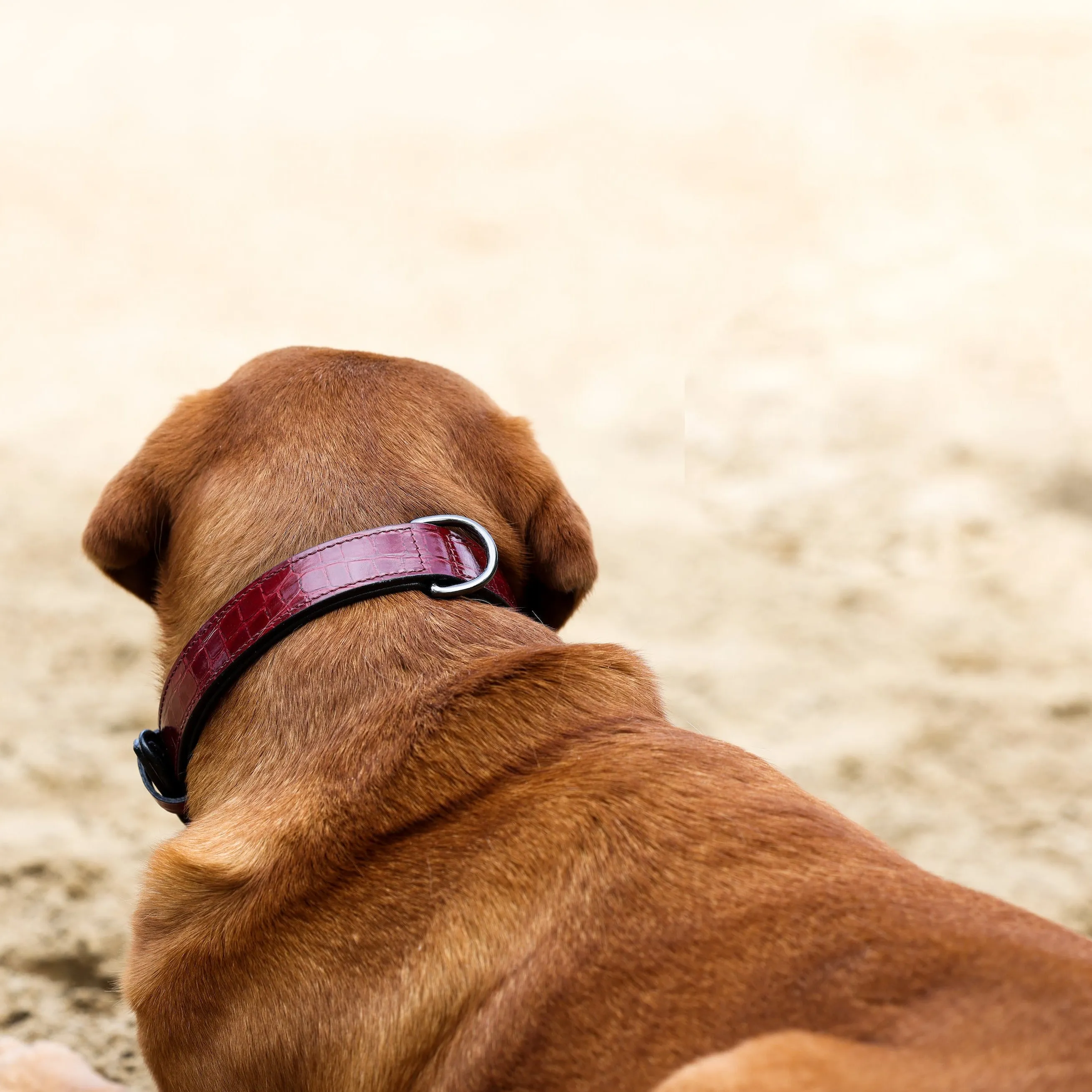 Halter Ego Breanna Red Croc Leather Dog Collar