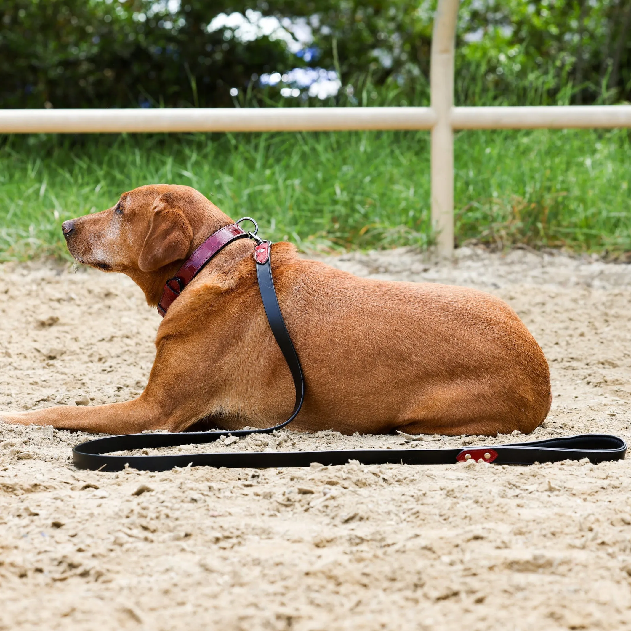 Halter Ego Breanna Red Croc Leather Dog Collar