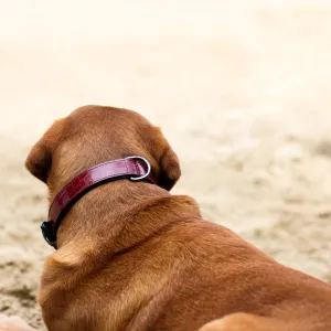 Halter Ego Breanna Red Croc Leather Dog Collar