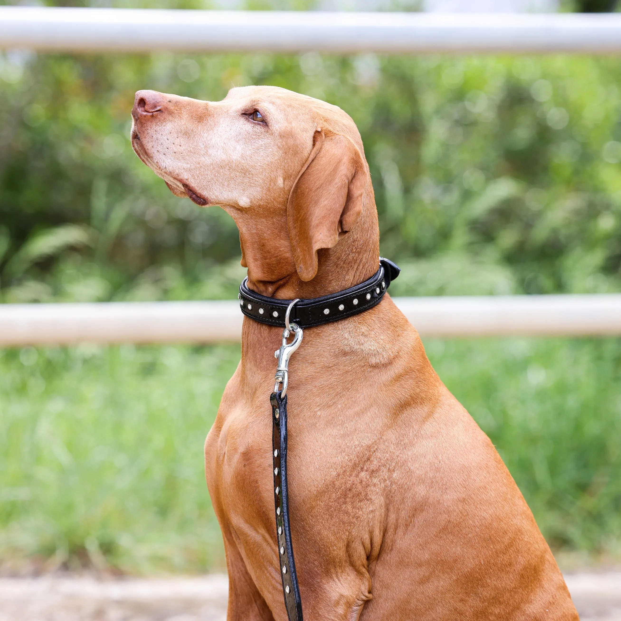 Halter Ego Celebrity Black Patent Dog Leash