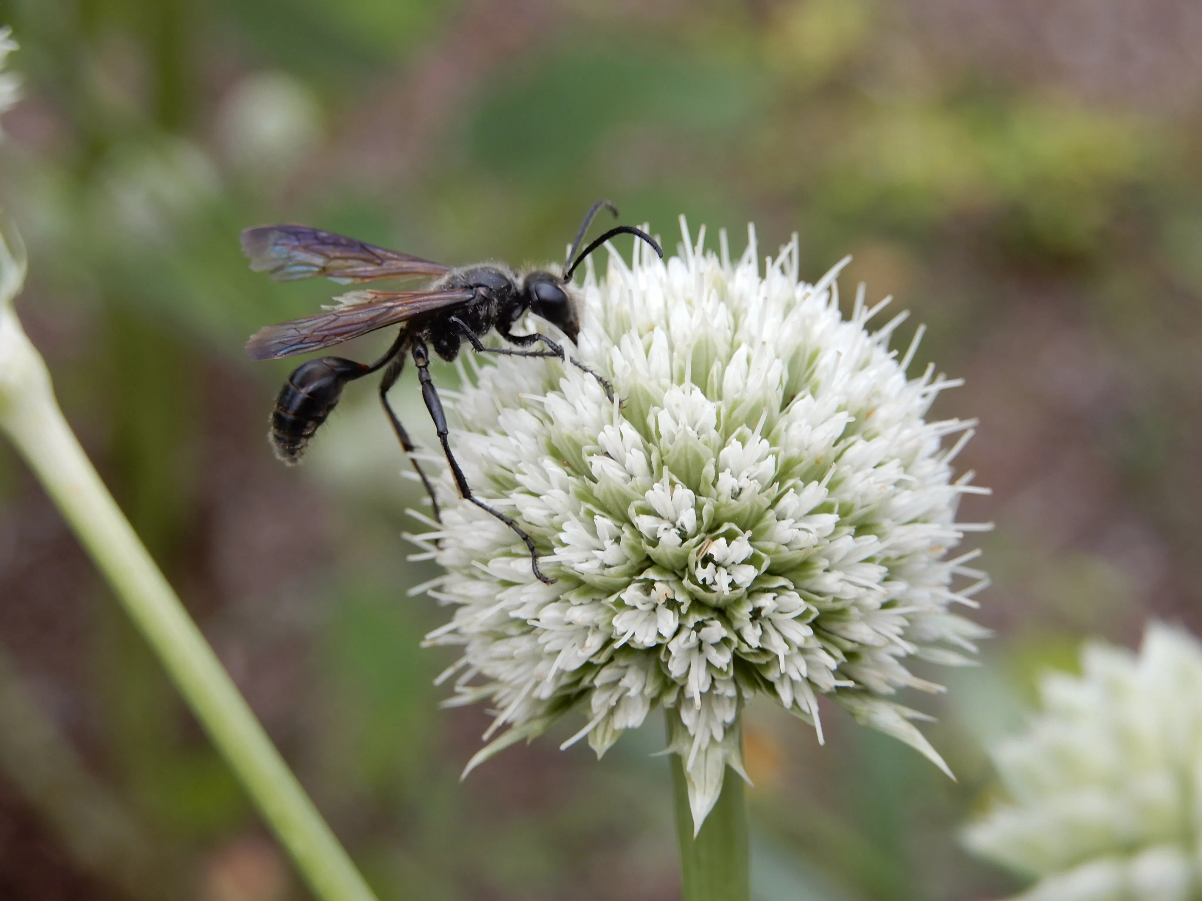 Rattlesnake Master (Eryngium yuccifolium) 2x2x3" Pot