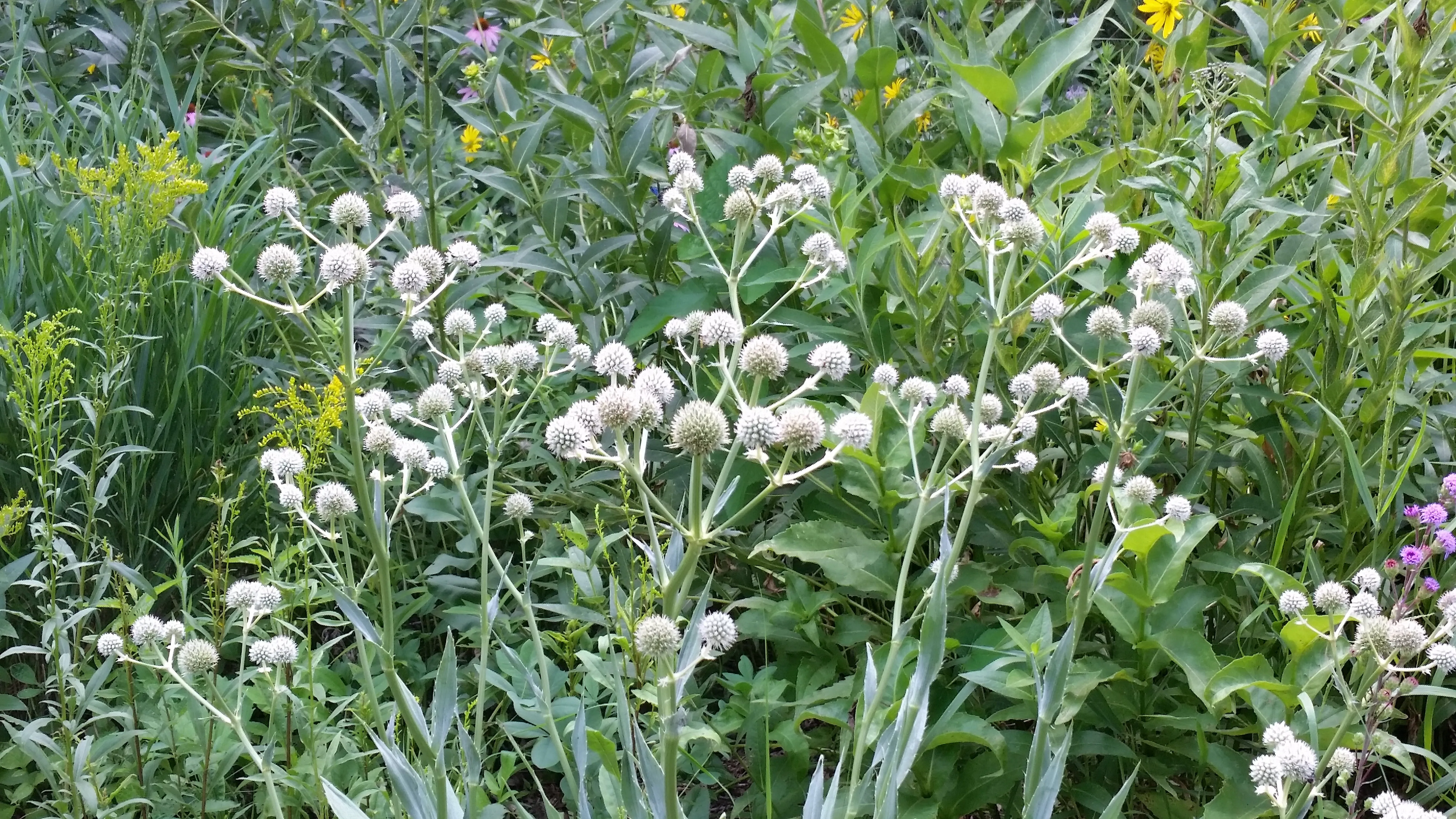 Rattlesnake Master (Eryngium yuccifolium) 2x2x3" Pot